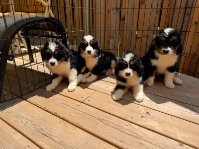 ❤️ F1  Bernedoodle puppies ❤️, View more