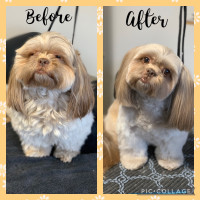 Small Breed Dog Grooming