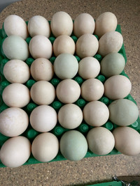 Black Swedish hatching duck eggs