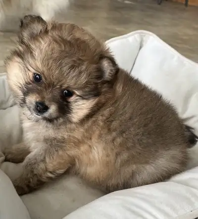 Apartment size purebred Pomeranian girl for sale, View more