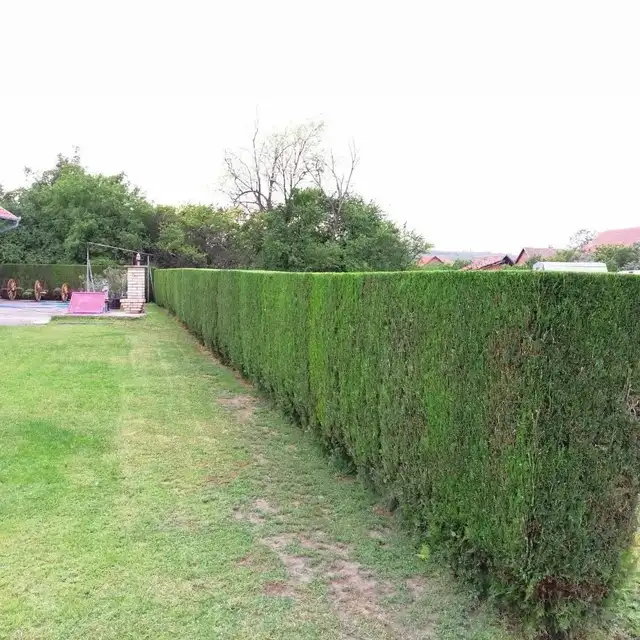 hedge trimming522608142965155841
