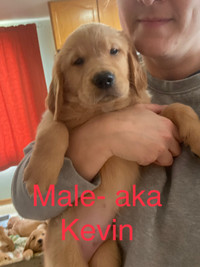 1 Golden Retriever Puppy from litter of 12 Ready to Go! 