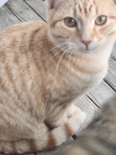 Kittens and a mom looking for a new home/barn, View more