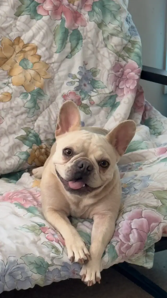 ❤️ 2 femelles Bouledogue français / Bulldog  ❤️ in Dogs & Puppies for Rehoming in Laval / North Shore - Image 7