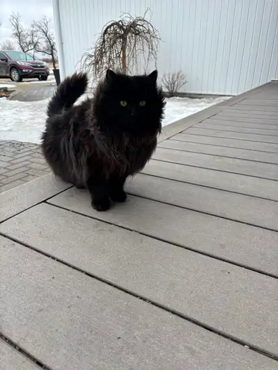 Male long haired cat, View more