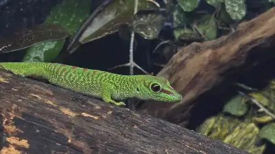 Young Male giant day gecko $125
