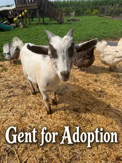 Minature goats, View more