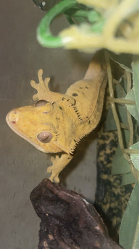 Crested Gecko with Cage