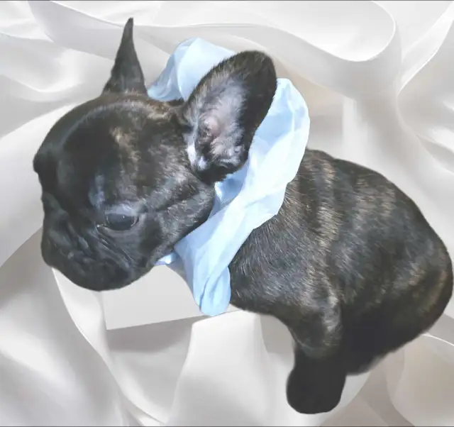 mini bouledogues francais exotiques in Dogs & Puppies for Rehoming in Longueuil / South Shore - Image 4
