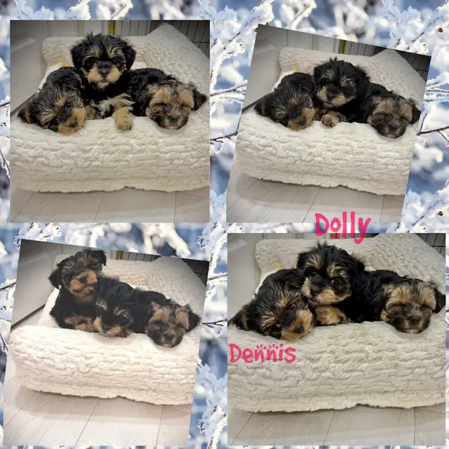 2 Yorkie/Biewer Pups Ready to Go in Dogs & Puppies for Rehoming in Markham / York Region - Image 4
