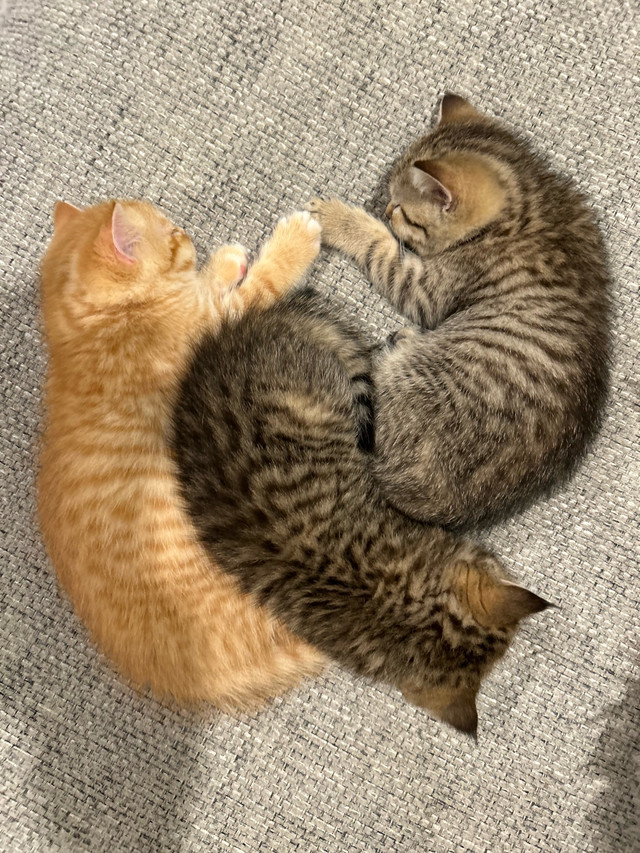British Shorthair kittens ready in Cats & Kittens for Rehoming in Moncton - Image 4
