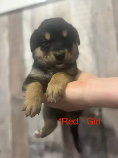 Rottski x boarder collie, View more