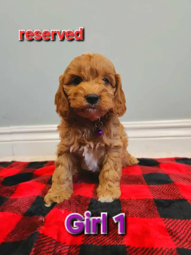 Mini Cockapoo puppies ‼ in Dogs & Puppies for Rehoming in Stratford - Image 3