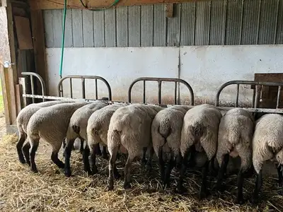 Sheep for Sale, View more