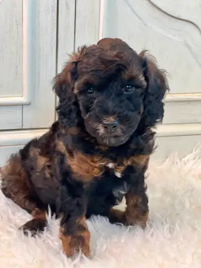 Beautiful mini Aussie Doodle Puppies Aussiedoodle, View more