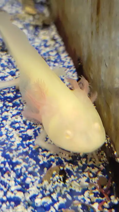 We have some beautiful axolotls still juveniles they're about 5 in in length very healthy and happy...