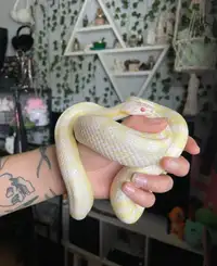 female snow corn snake