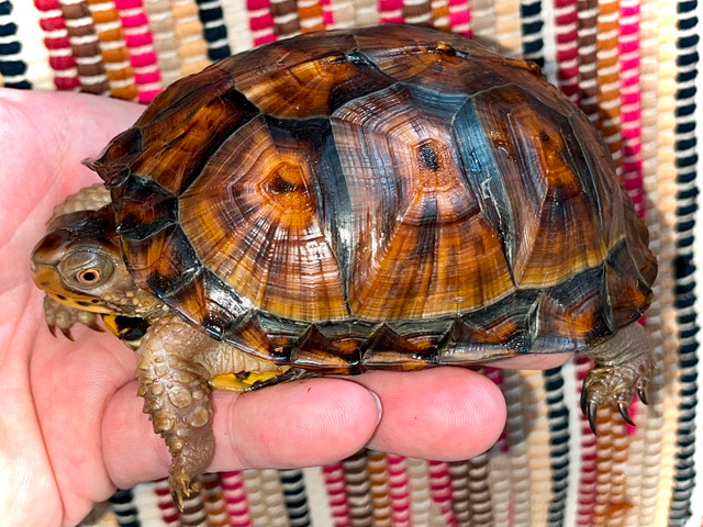**SOLD** Eastern Box Turtle yearling! Captive born and bred! in Reptiles & Amphibians for Rehoming in Mississauga / Peel Region - Image 2
