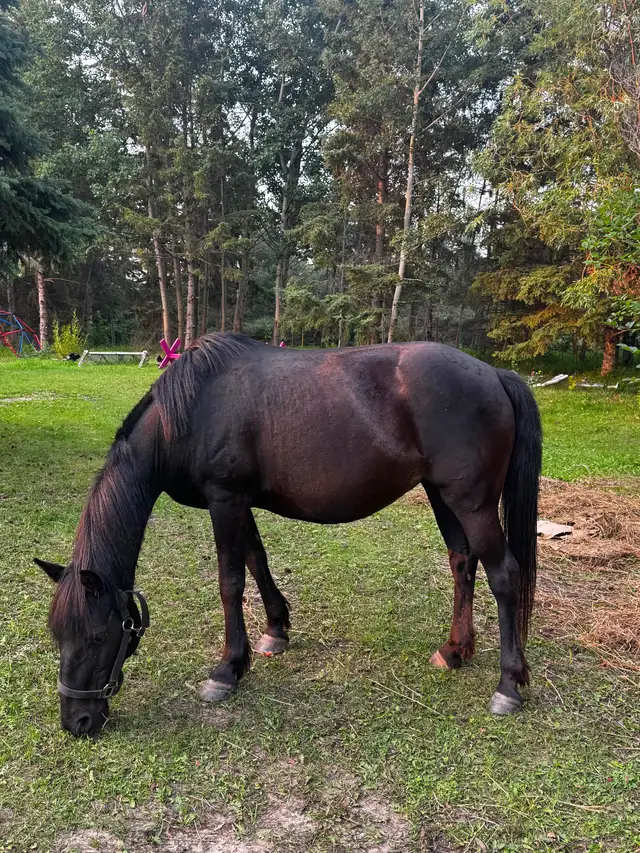7yr pony mare in Horses & Ponies for Rehoming in Edmonton - Image 4