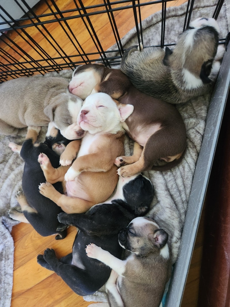 Olde English Bulldogge Puppies Looking for Great Homes Dogs & Puppies for Rehoming City of