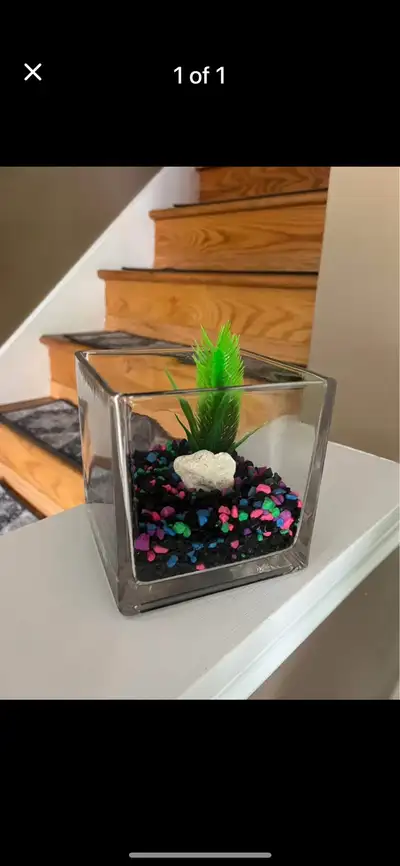 Square Betta Bowl NEW, View more