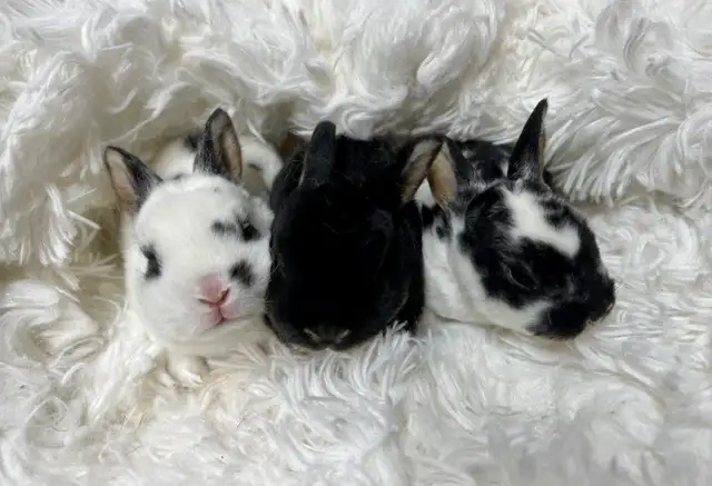 Extraordinary Holland lops & Netherland dwarfs in Small Animals for Rehoming in City of Toronto - Image 7