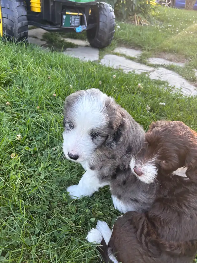 Aussie Springer Doodle Puppies in Dogs & Puppies for Rehoming in Oakville / Halton Region - Image 6