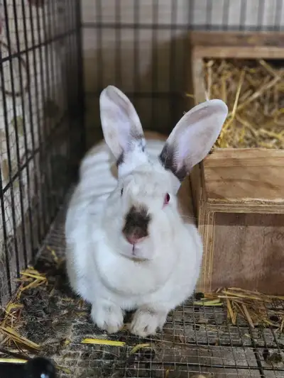 Litters just recently born April 16 & 17 Rabbits will be ready to go in 6 weeks males & females avai...