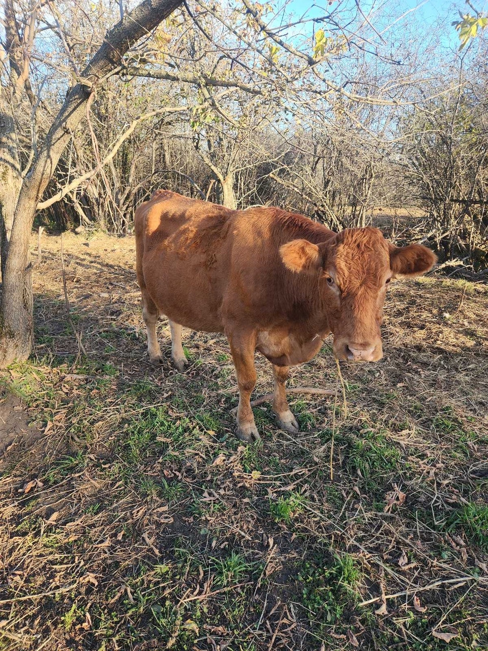 red angus cow and calf | Livestock | Kawartha Lakes | Free local ...