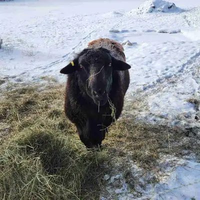 Proven Katahdin X Dorper ram, View more