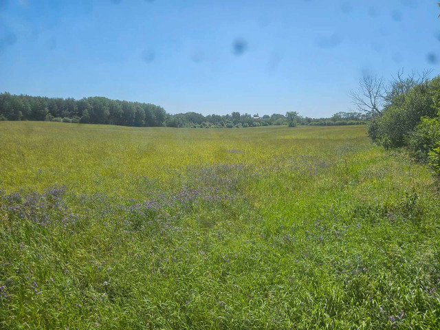 standing hay for sale in Other in Kawartha Lakes - Image 2
