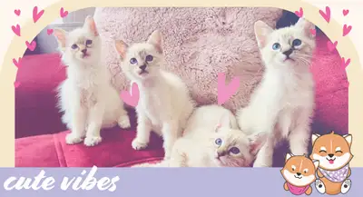 Siamese kitten purebred/ chatons siamois-lynx point pure sang, View more