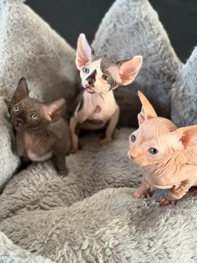 Sphynx babies!, View more