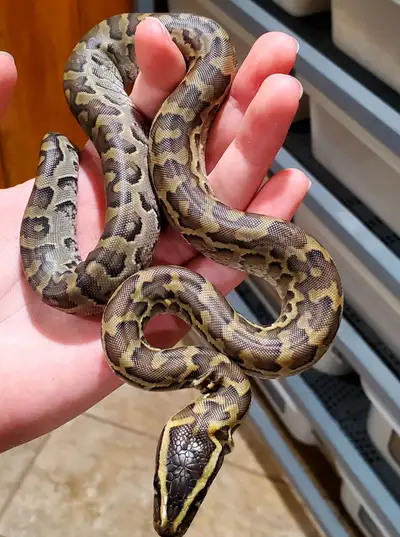 Baby Rock Pythons, View more