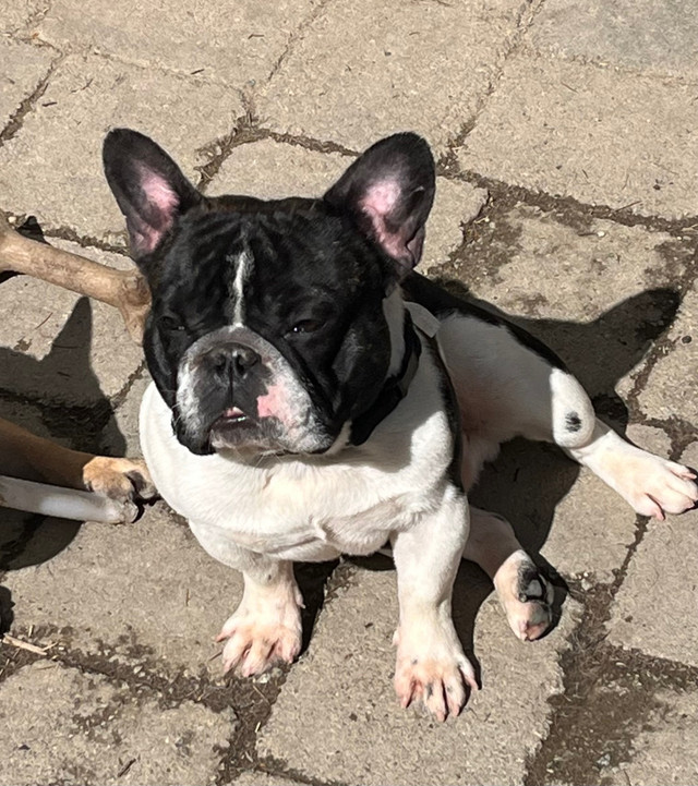 French Bulldog Purebred in Dogs & Puppies for Rehoming in Burnaby/New Westminster - Image 2