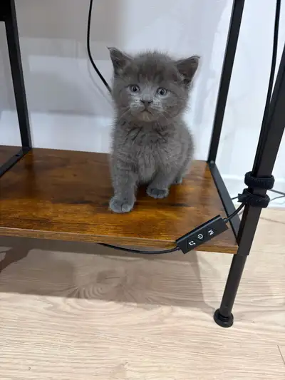 chaton à vendre, View more
