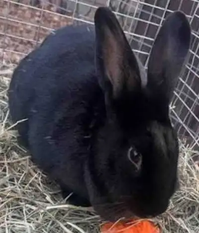 She is 6 months old. She is very socialized and will make an amazing brood doe or pet. We can put he...