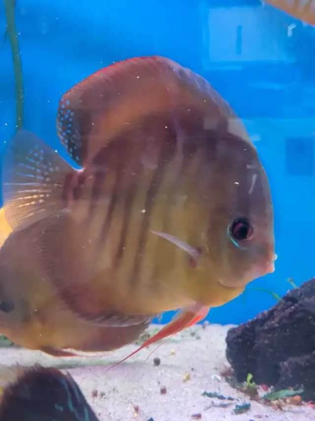 Red Rose Discus in Fish for Rehoming in Stratford - Image 4