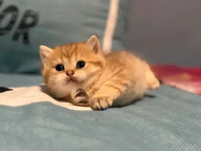 looking for a male kitten, View more
