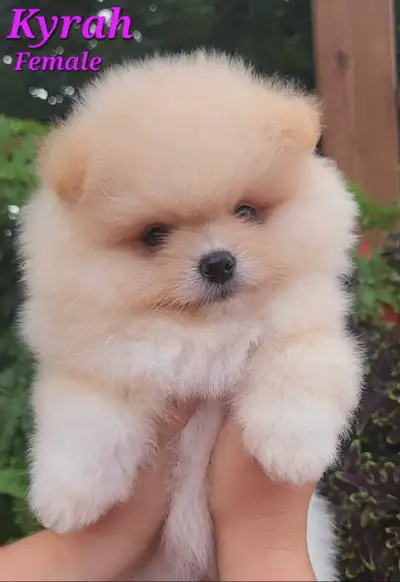 Canadian Kennel Club registered Pomeranian puppies, View more
