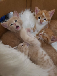 Polydactyl orange and creamy kittens for sale