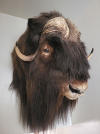 Mounted Musk Ox Head