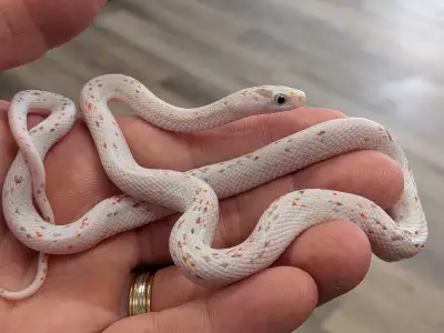 Plusieurs magnifiques serpents des blés (Corn Snake) disponibles. Tous nés ici, en excellente santé...