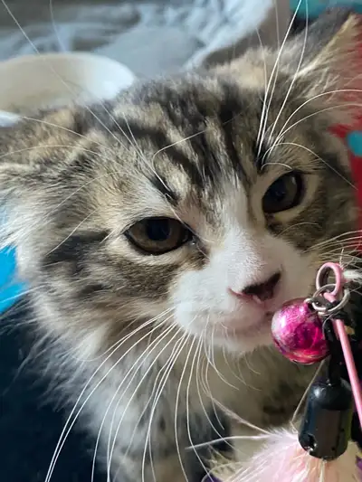 Pet Sitter, $10 Cat Longterm Boarding, View more