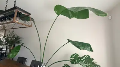 Large Bird of Paradise Plant - Outgrown My Space!, View more