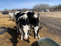 Yearling Holstein steers