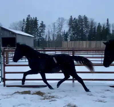 Super Fancy & Super Cute Morgan!, View more