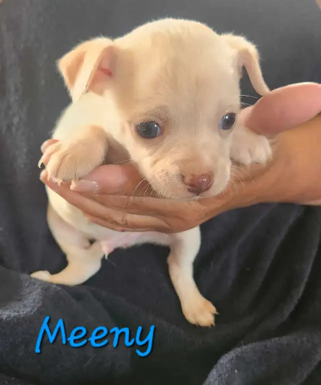 3 LEFT - Beautiful Chihuahua Boys in Dogs & Puppies for Rehoming in Strathcona County - Image 6