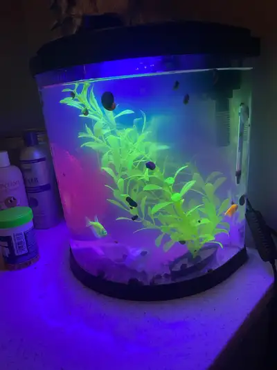 Neon fish tank & fish , View more