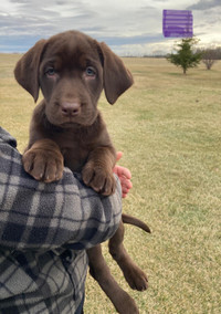 Pure Bred Lab Puppies- Only 5 left!